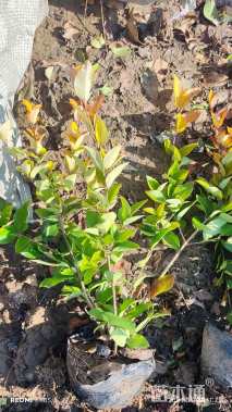 高度30厘米金森女贞