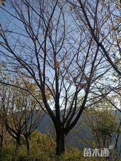 35公分染井吉野樱