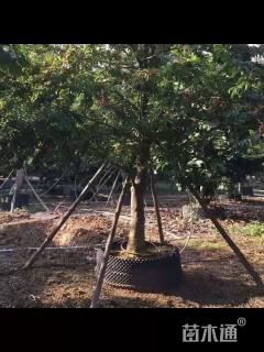 16公分红果冬青