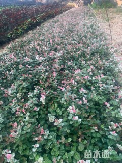 20厘米花叶络石