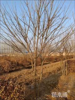 高度400厘米丛生流苏