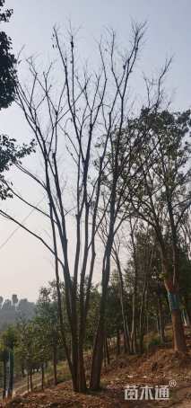 65公分丛生朴树