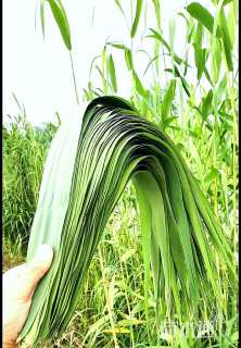 高度30厘米芦苇