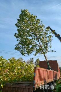20公分杂交马褂木