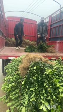 高度40厘米小叶女贞