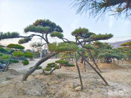 高度300厘米黑松