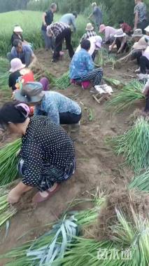 高度30厘米马莲