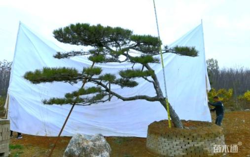 24公分造型油松