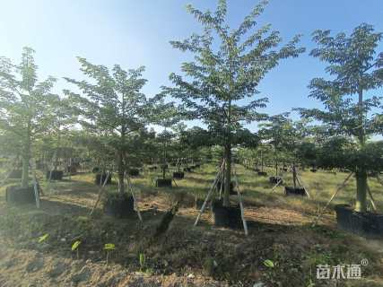 12公分大腹木棉