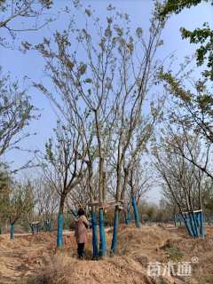 60公分丛生朴树