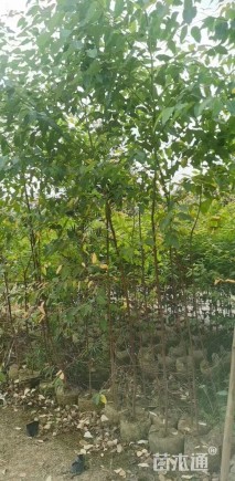 高度100厘米桉树小苗