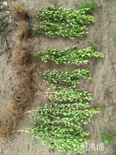 高度28厘米小叶黄杨