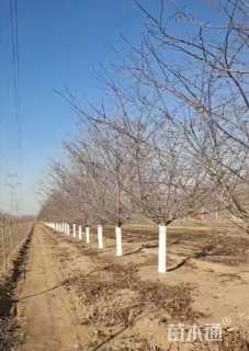 20公分染井吉野樱