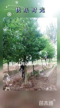 13公分彩叶豆梨