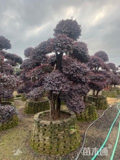 15公分造型红花继木桩