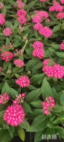 高度15厘米五星花