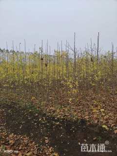 高度200厘米银杏小苗