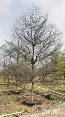 18公分细叶榄仁