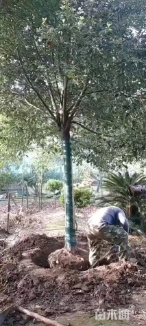 15公分大叶女贞