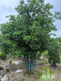 50公分(5杆)丛生香泡