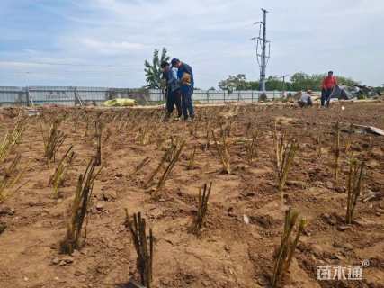 高度40厘米芦苇