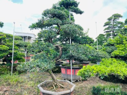 容器苗造型罗汉松