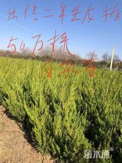 高度40厘米龙柏