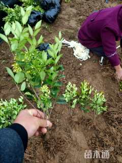 高度40厘米金森女贞