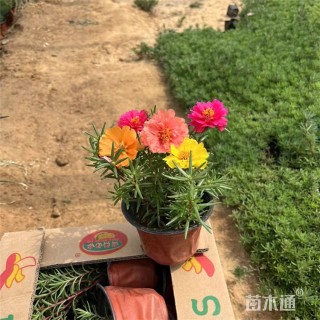 高度15厘米半支莲