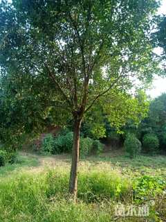 15公分大叶女贞