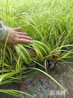 高度20厘米金叶菖蒲