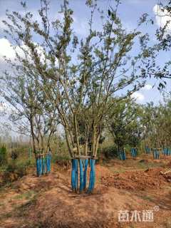 50公分丛生朴树