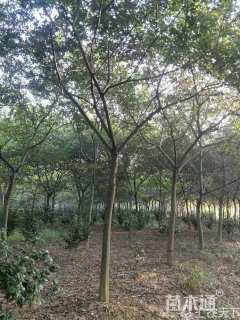 15公分朴树