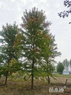 15公分美国红枫