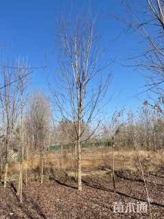 18公分美国红枫