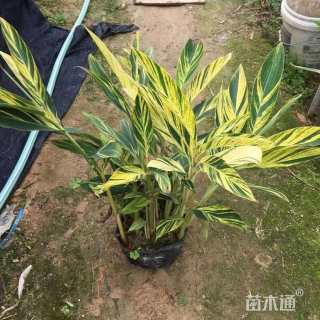 高度30厘米花叶良姜