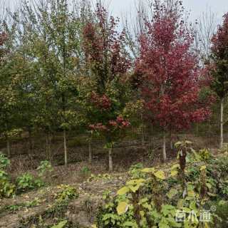 20公分美国红枫