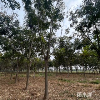 20公分黄山栾树