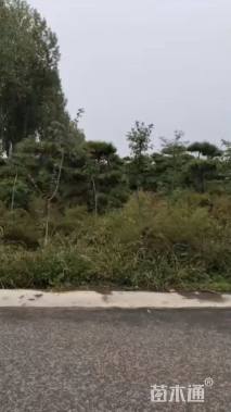 12公分造型油松