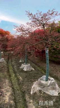 高度200厘米羽毛枫