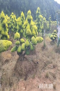 15公分造型亮晶女贞