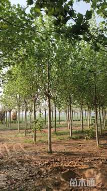 10公分梓树