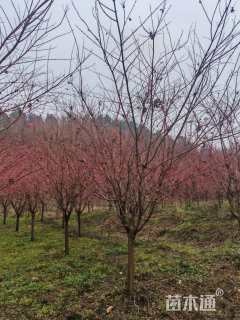 高度350厘米赤枫