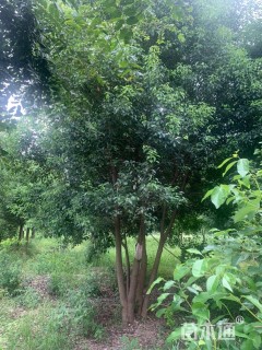 40公分(4杆)丛生香樟