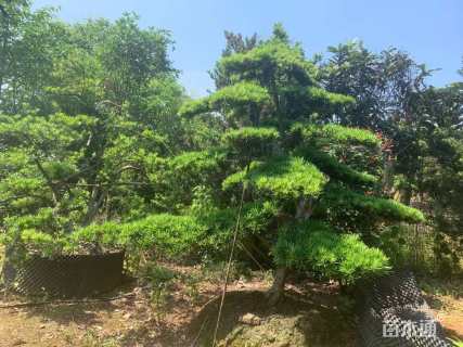 断根苗造型罗汉松