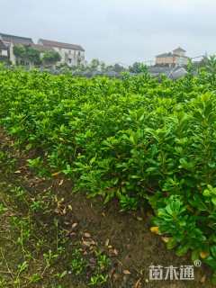 高度45厘米海桐