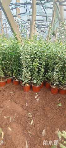 高度20厘米金边黄杨