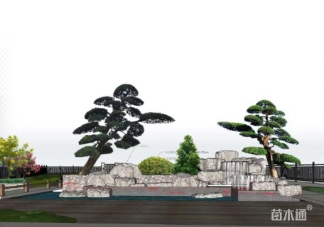 33公分造型日本罗汉松