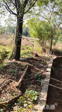 80公分(4杆)丛生朴树