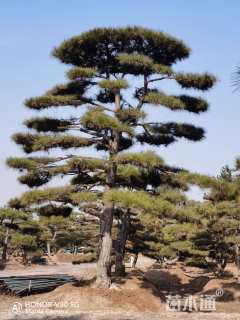 45公分造型黑松